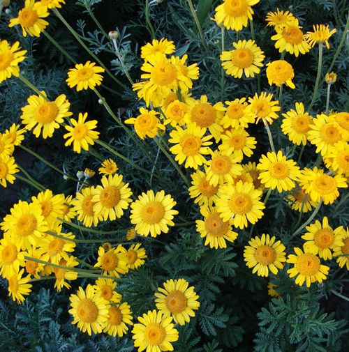 Yellow Daisy Seed 50 Seeds Chrysanthemum Multicaule Flower Garden Seeds